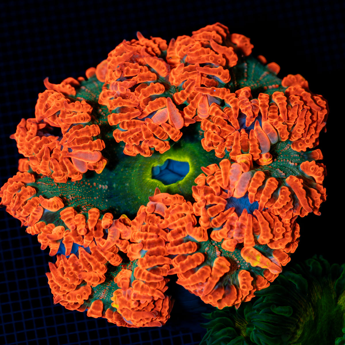 Ultra Rock Flower Anemone with colorful oral disc in reef aquarium