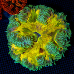 Ultra Rock Flower Anemone with colorful oral disc in reef aquarium