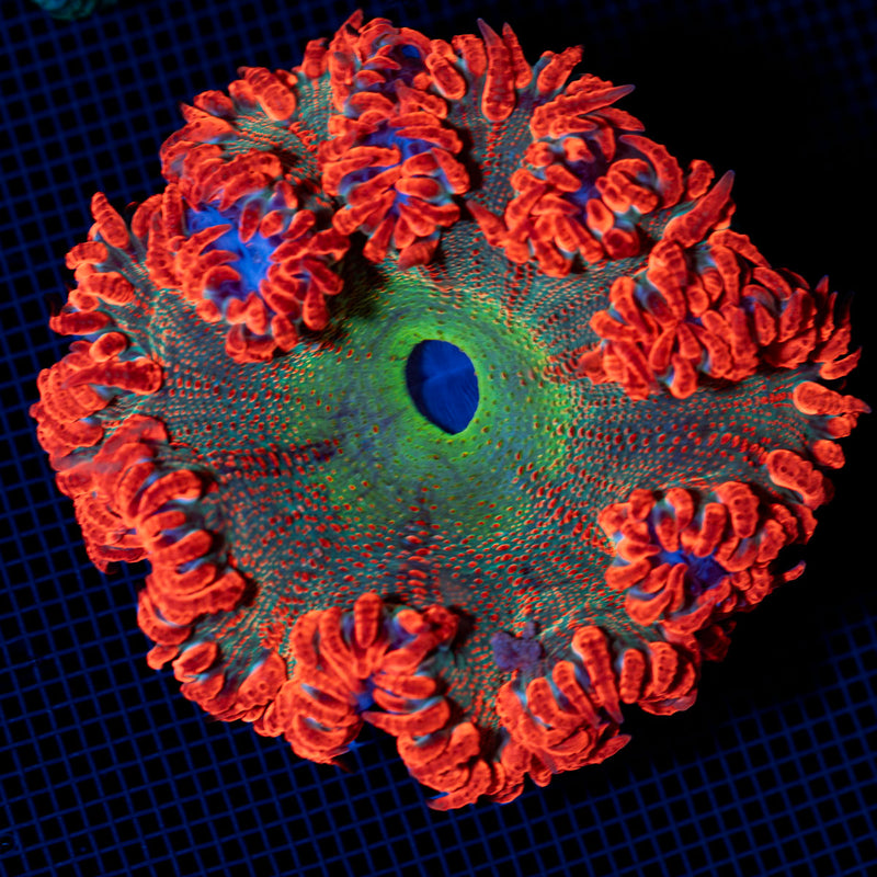Ultra Rock Flower Anemone with colorful oral disc in reef aquarium