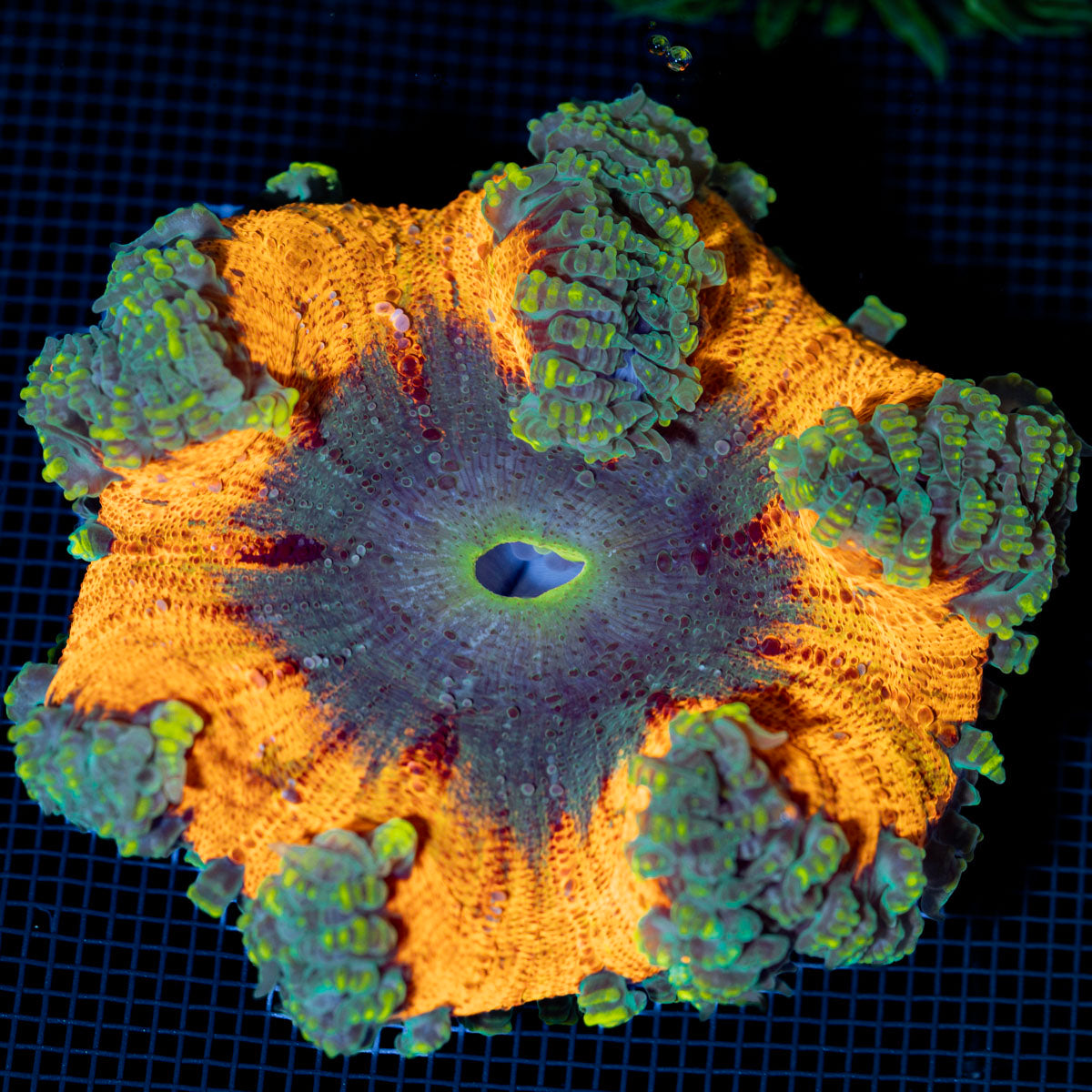 Ultra Rock Flower Anemone with colorful oral disc in reef aquarium