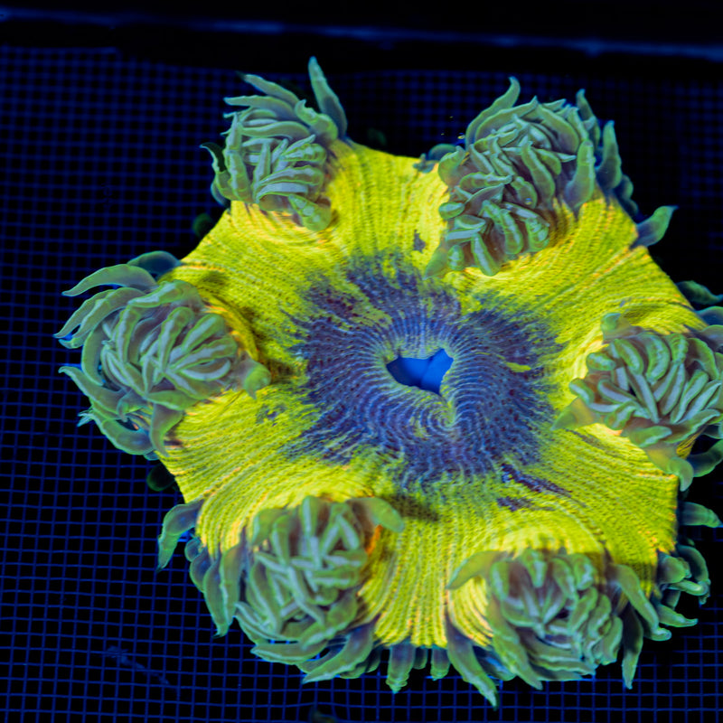 Ultra Rock Flower Anemone with colorful oral disc in reef aquarium