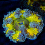 Ultra Rock Flower Anemone showcasing its colorful oral disc in reef aquarium