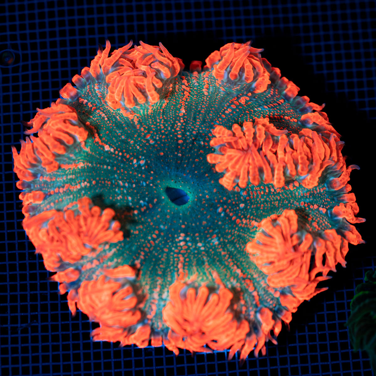 Ultra Rock Flower Anemone with colorful oral disc in reef aquarium