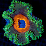 Ultra Rock Flower Anemone with colorful oral disc in reef aquarium
