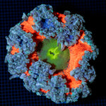 Ultra Rock Flower Anemone with colorful oral disc in reef aquarium