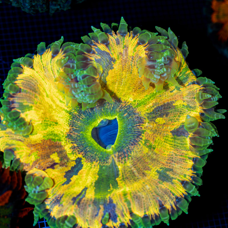 Ultra Rock Flower Anemone with colorful oral disc in reef aquarium
