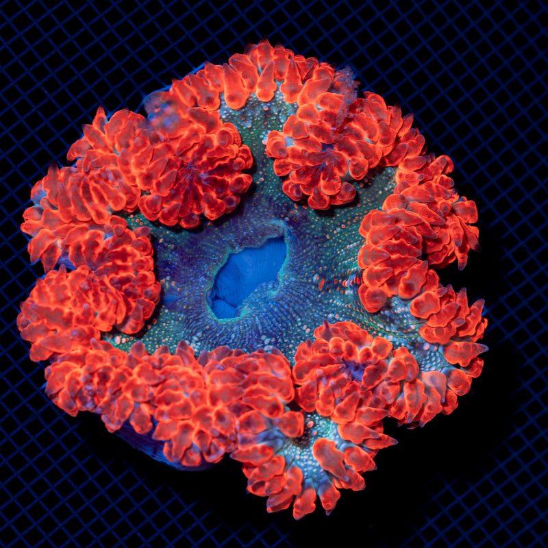 Ultra Rock Flower Anemone with colorful oral disc in reef aquarium