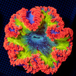 Ultra Rock Flower Anemone with colorful oral disc in reef aquarium