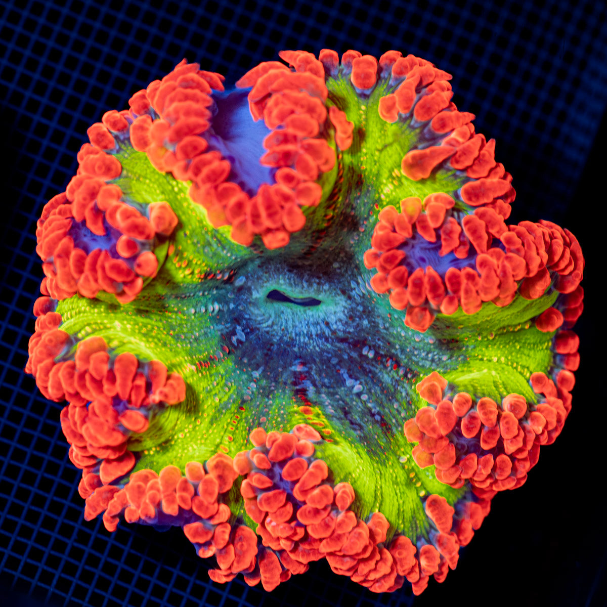 Ultra Rock Flower Anemone with colorful oral disc in reef aquarium
