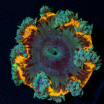 Ultra Rock Flower Anemone showcasing its colorful oral disc in reef aquarium