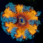 Ultra Rock Flower Anemone with colorful oral disc in reef aquarium