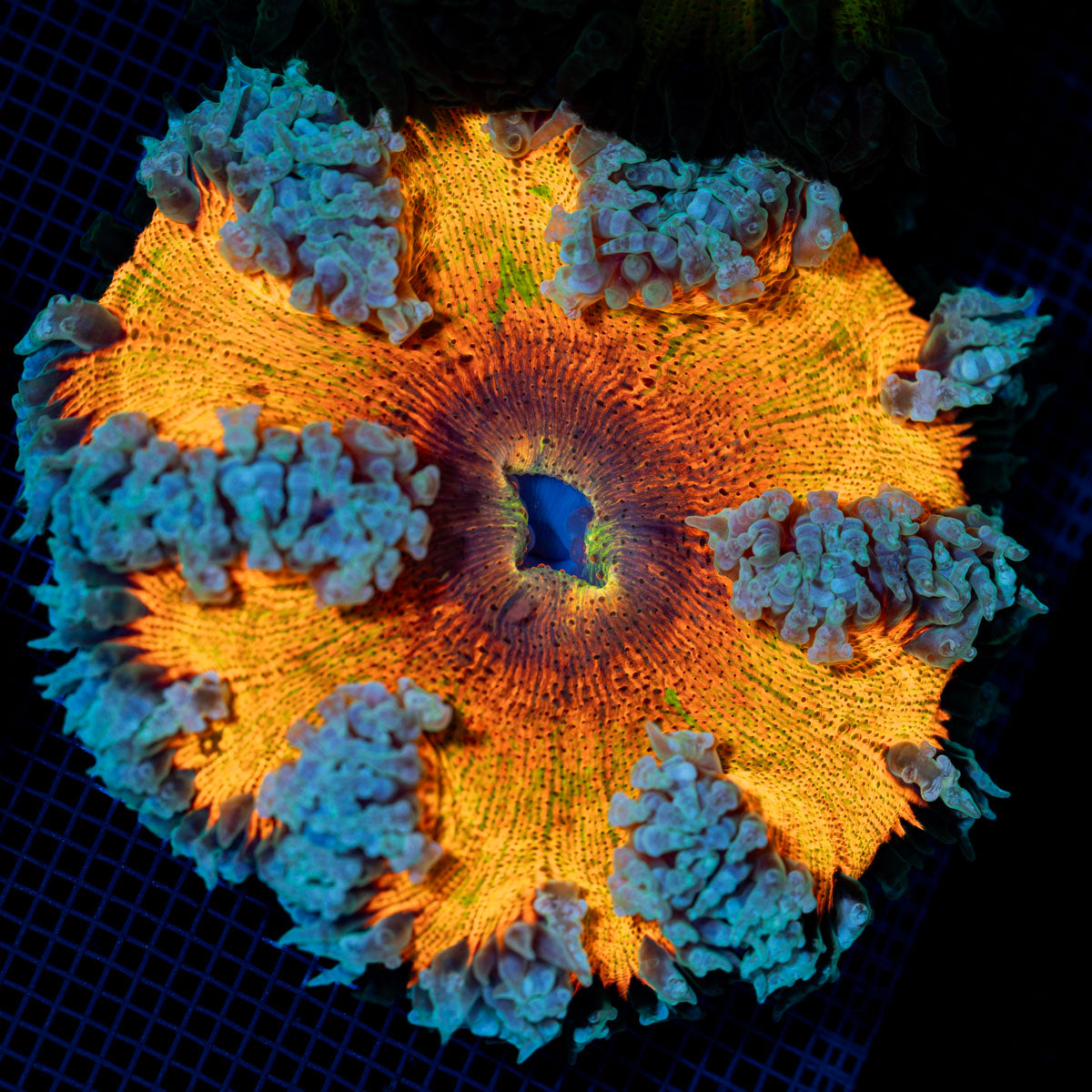 Ultra Rock Flower Anemone with colorful oral disc in reef aquarium