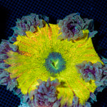 Ultra Rock Flower Anemone with colorful oral disc in reef aquarium