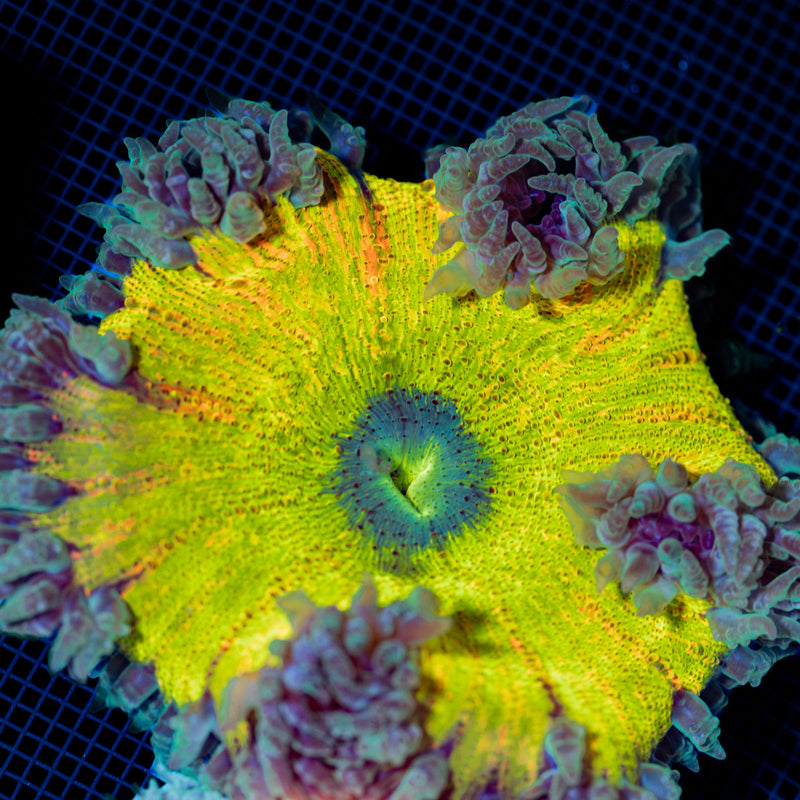 Ultra Rock Flower Anemone with colorful oral disc in reef aquarium