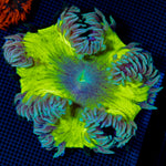 Ultra Rock Flower Anemone with colorful oral disc in reef aquarium