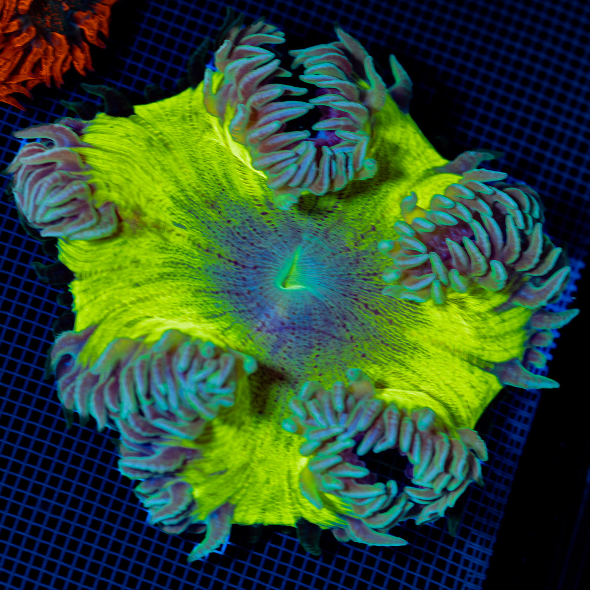 Ultra Rock Flower Anemone with colorful oral disc in reef aquarium