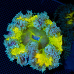 Ultra Rock Flower Anemone with colorful oral disc in reef aquarium