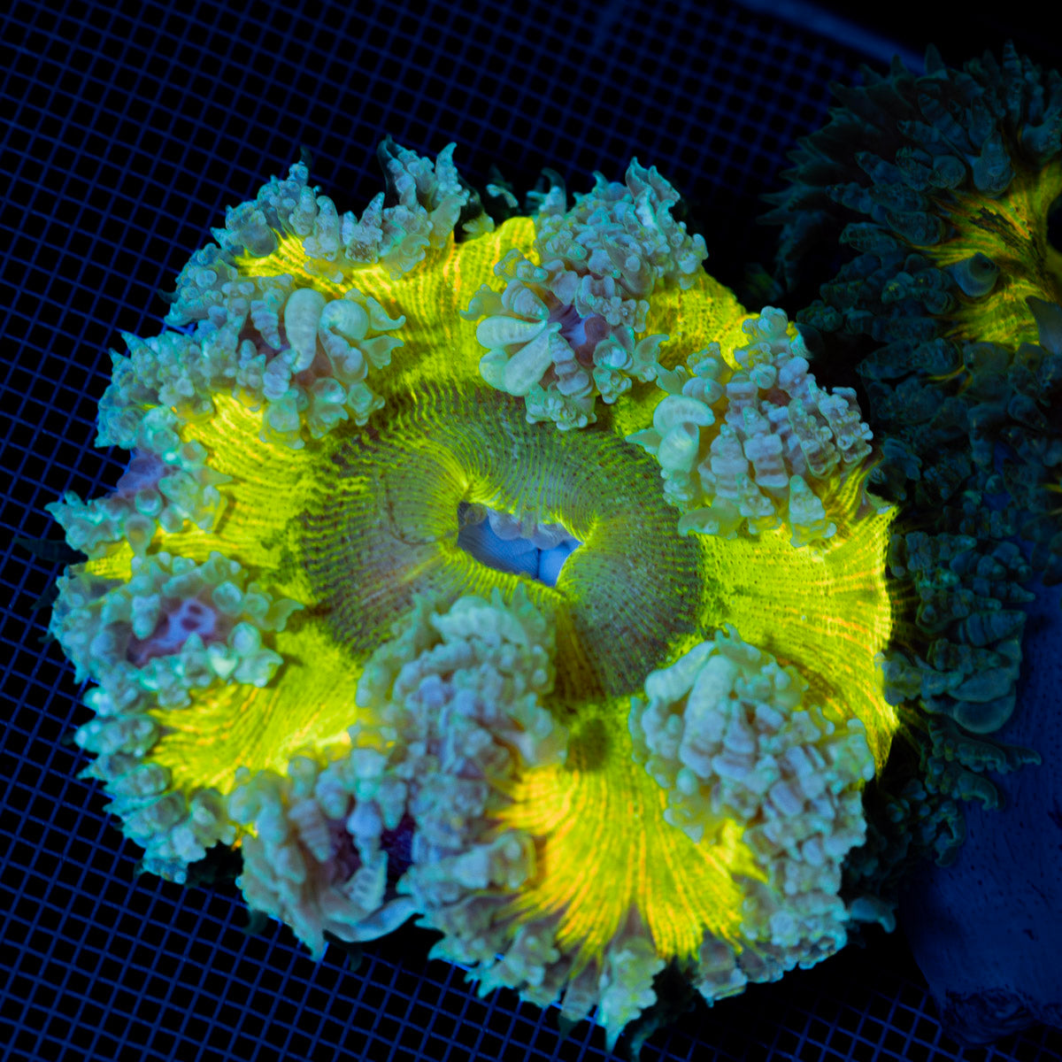 Ultra Rock Flower Anemone with colorful oral disc in reef aquarium