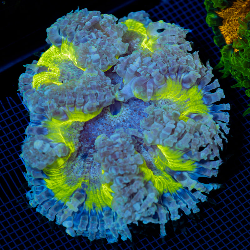 Ultra Rock Flower Anemone with colorful oral disc in reef aquarium