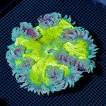 Ultra Rock Flower Anemone with colorful oral disc in reef aquarium