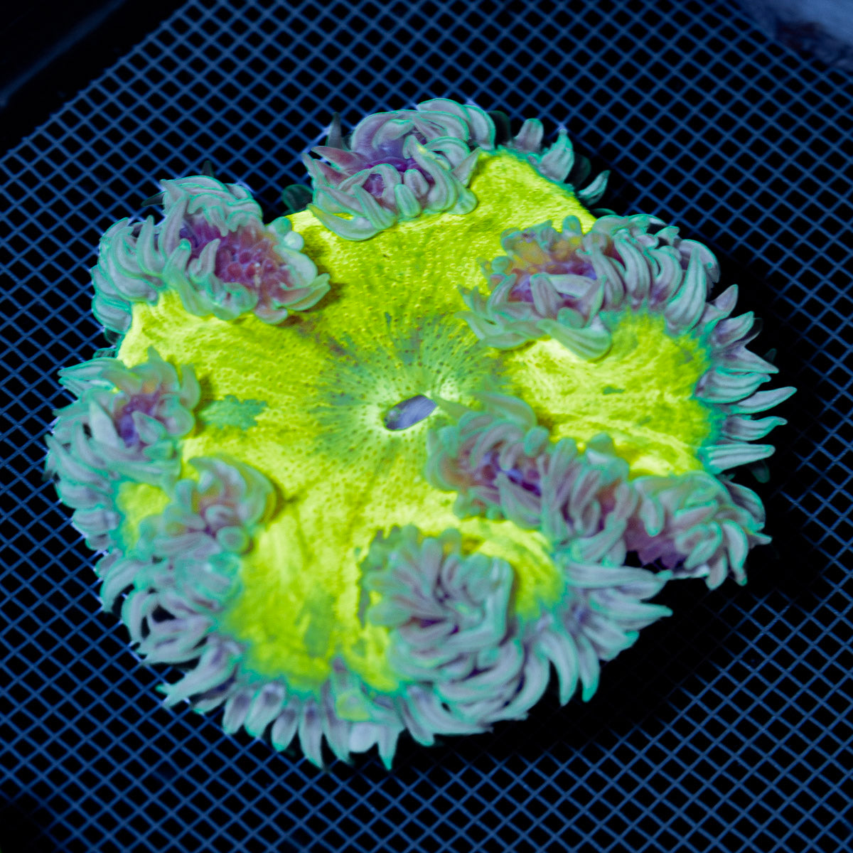 Ultra Rock Flower Anemone with colorful oral disc in reef aquarium