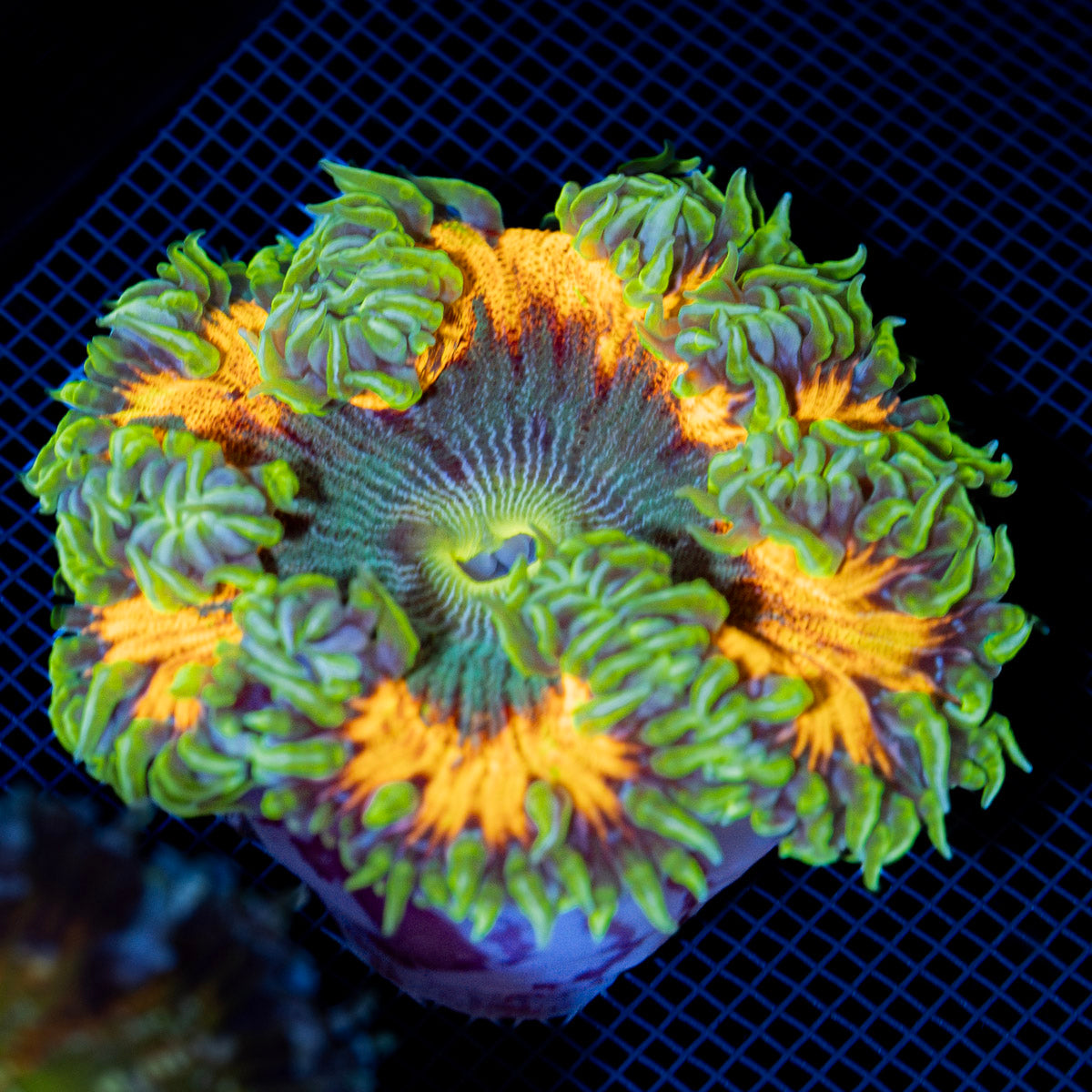 Ultra Rock Flower Anemone with colorful oral disc in reef aquarium