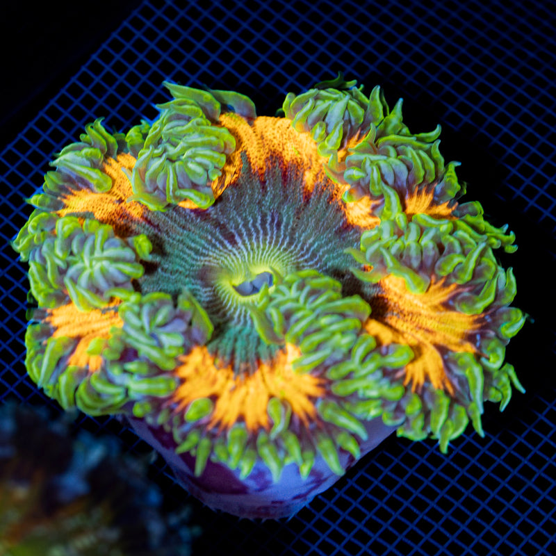 Ultra Rock Flower Anemone with colorful oral disc in reef aquarium