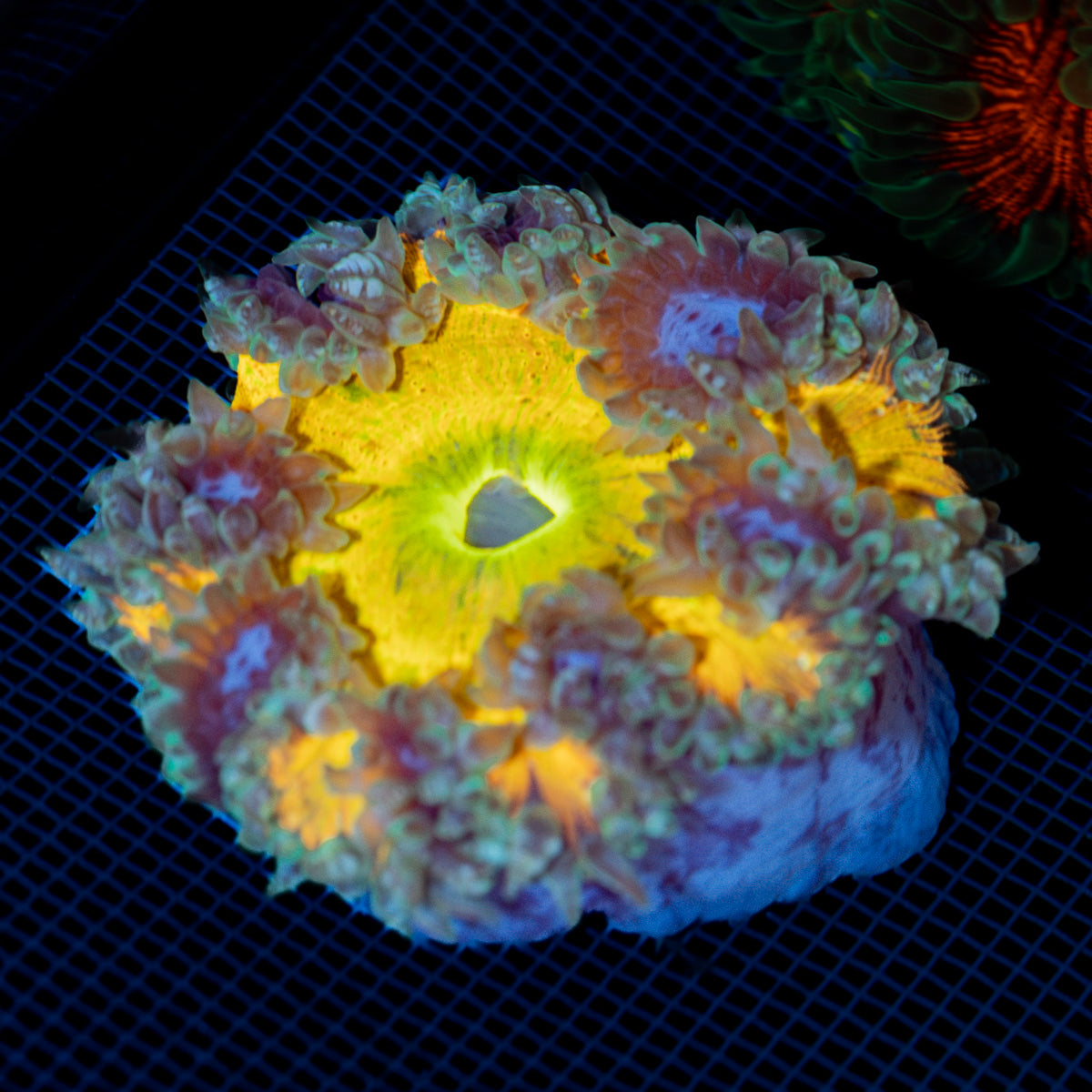 Ultra Rock Flower Anemone with colorful oral disc in reef aquarium