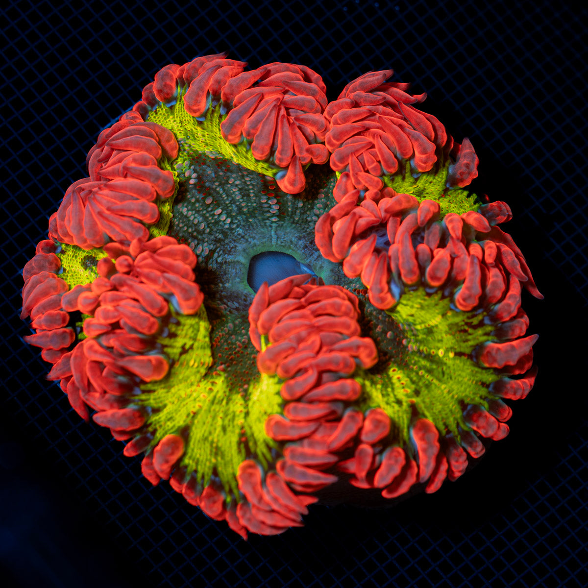 Ultra Rock Flower Anemone with colorful oral disc in reef aquarium