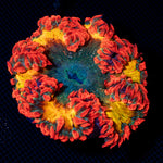 Ultra Rock Flower Anemone with colorful oral disc in reef aquarium