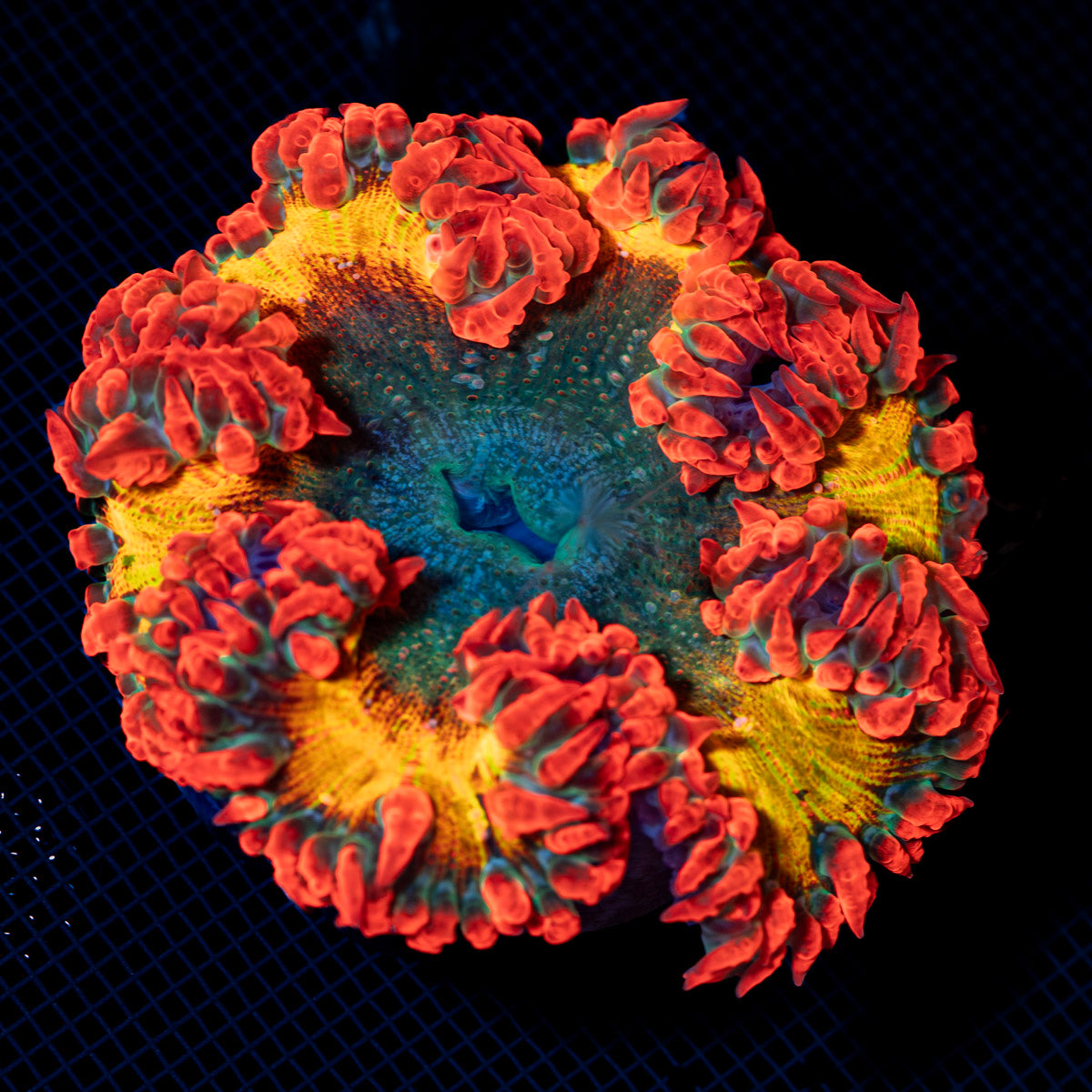 Ultra Rock Flower Anemone with colorful oral disc in reef aquarium
