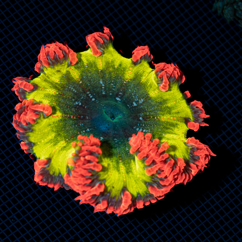 Ultra Rock Flower Anemone with colorful oral disc in reef aquarium