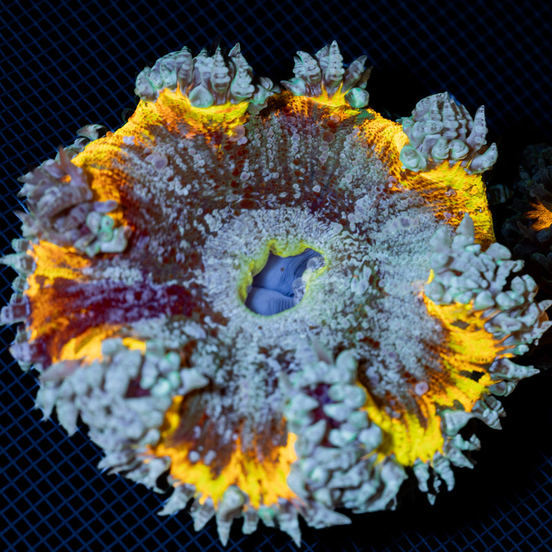 Ultra Rock Flower Anemone with colorful oral disc in reef aquarium