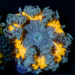 Ultra Rock Flower Anemone with colorful oral disc in reef aquarium