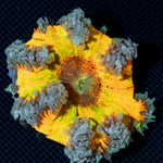 Ultra Rock Flower Anemone with colorful oral disc in reef aquarium