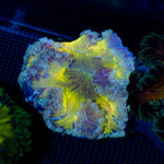 Ultra Rock Flower Anemone showcasing its colorful oral disc in reef aquarium