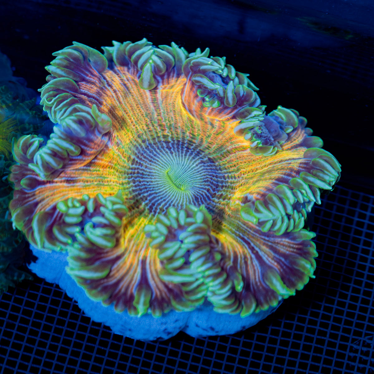 Ultra Rock Flower Anemone with colorful oral disc in reef aquarium