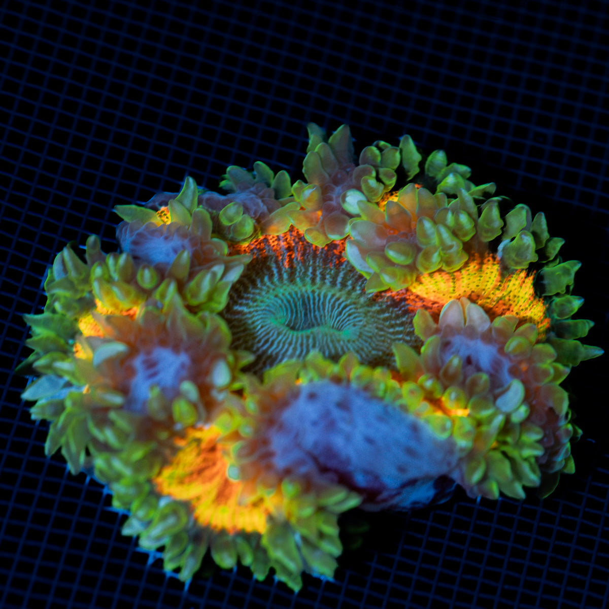 Ultra Rock Flower Anemone showcasing its colorful oral disc in reef aquarium