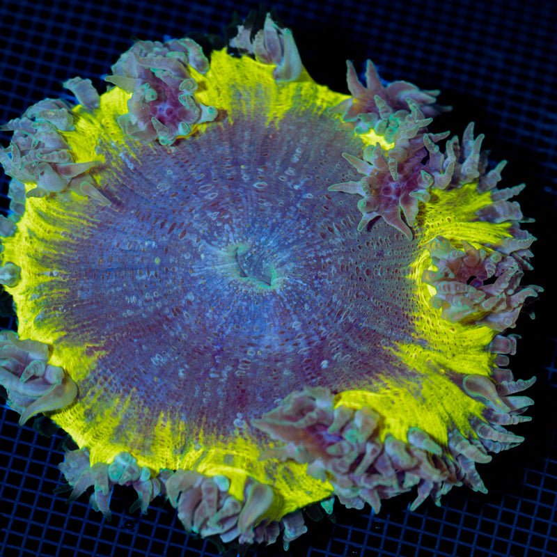 Ultra Rock Flower Anemone with colorful oral disc in reef aquarium