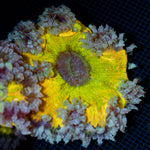 Ultra Rock Flower Anemone with colorful oral disc in reef aquarium
