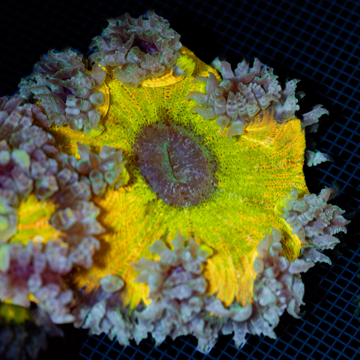 Ultra Rock Flower Anemone with colorful oral disc in reef aquarium