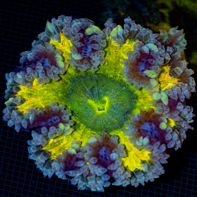 Ultra Rock Flower Anemone with colorful oral disc in reef aquarium