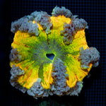 Ultra Rock Flower Anemone with colorful oral disc in reef aquarium