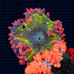 Ultra Rock Flower Anemone with colorful oral disc in reef aquarium