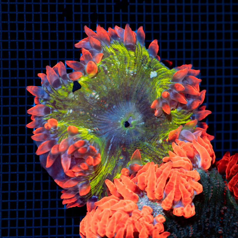 Ultra Rock Flower Anemone with colorful oral disc in reef aquarium
