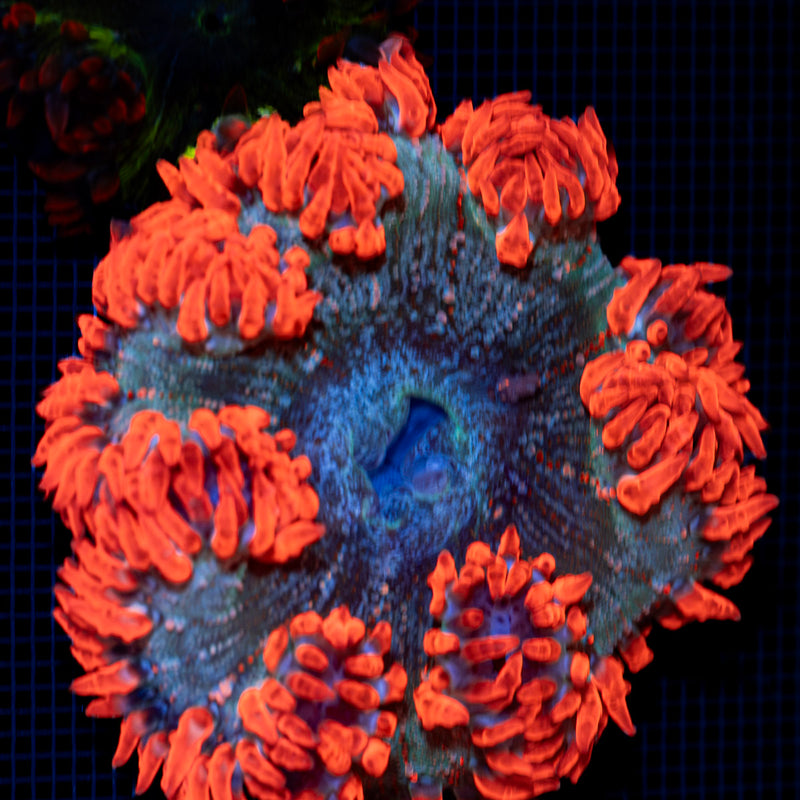 Ultra Rock Flower Anemone with colorful oral disc in reef aquarium