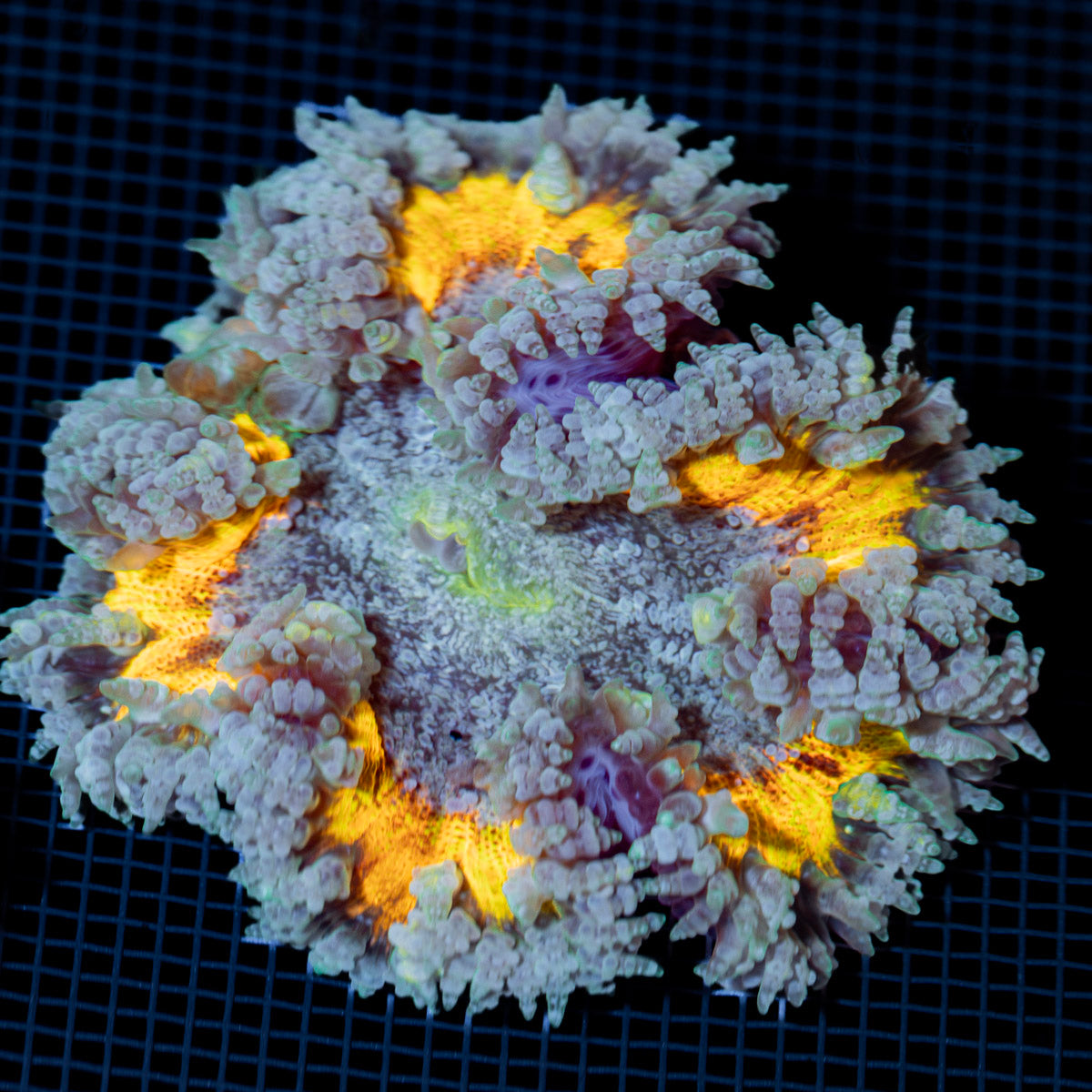 Ultra Rock Flower Anemone with colorful oral disc in reef aquarium