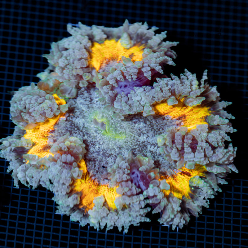 Ultra Rock Flower Anemone with colorful oral disc in reef aquarium