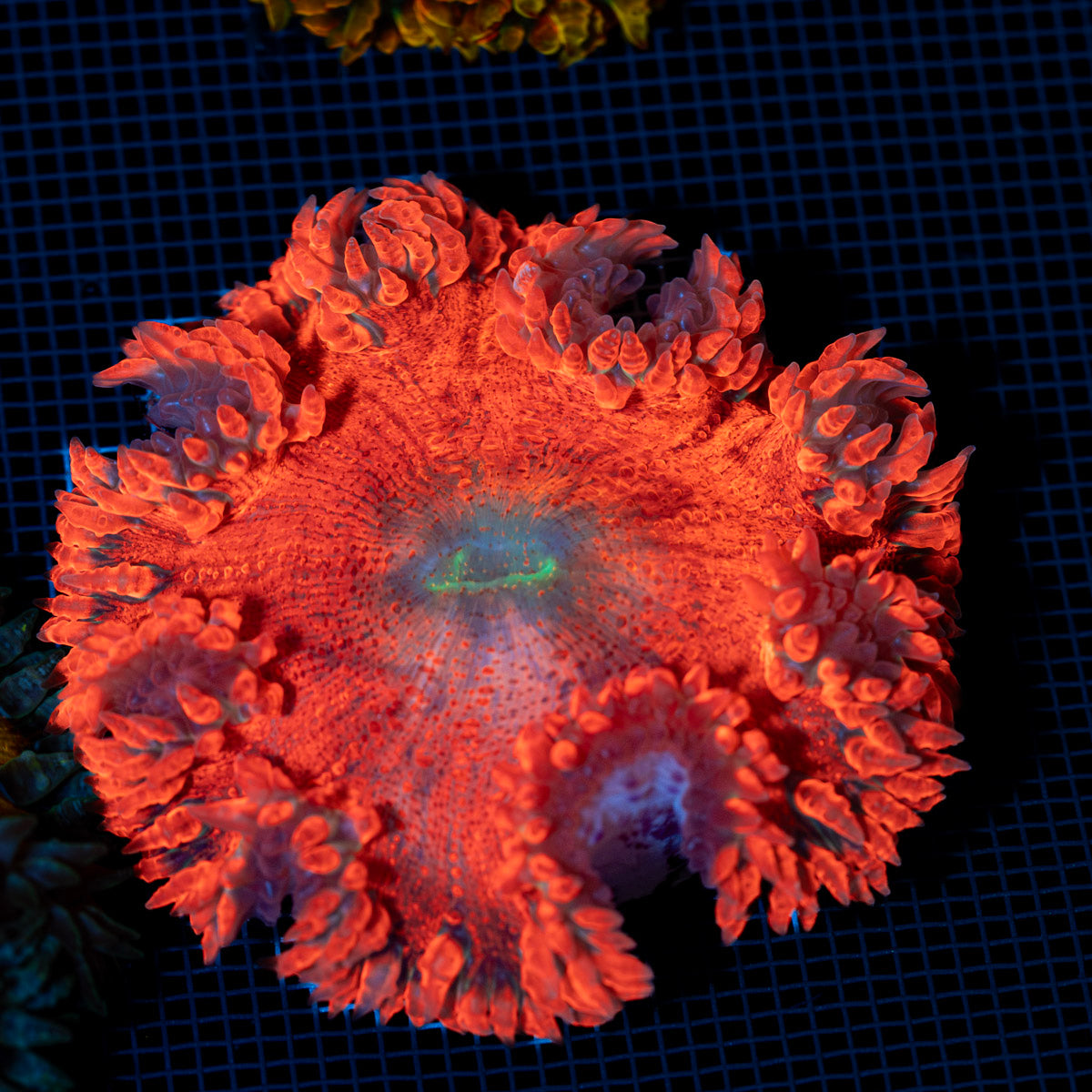 Ultra Rock Flower Anemone with colorful oral disc in reef aquarium