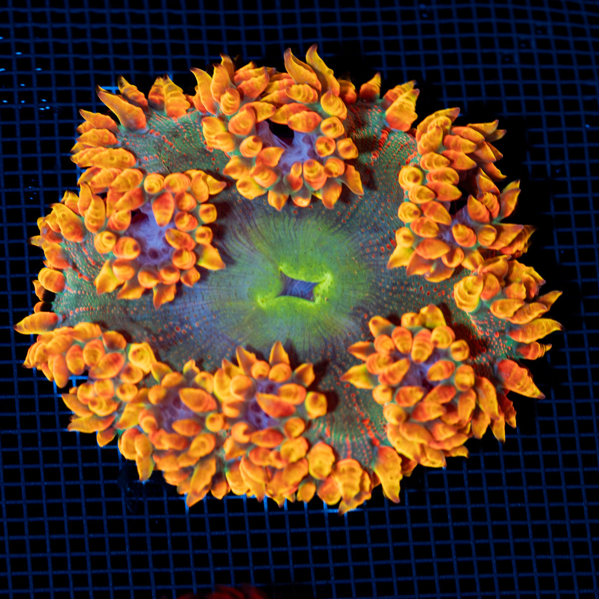 Ultra Rock Flower Anemone showcasing its colorful oral disc in reef aquarium